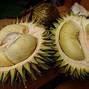 Nama Buah Yang Mirip Durian Di Kalimantan