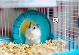 Nama Lucu Buat Hewan Hamster